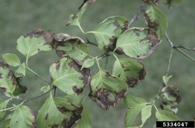 Close-up of a plant branch with multiple broad, ovate leaves showing significant damage from anthracnose. The leaves display large, irregular dark brown to black necrotic patches, primarily along the edges and tips, with some areas curling or distorted.