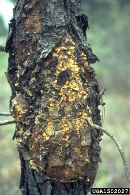 Close-up of a tree trunk with rough, dark brown bark, featuring a large, irregular yellow-orange growth or lesion.