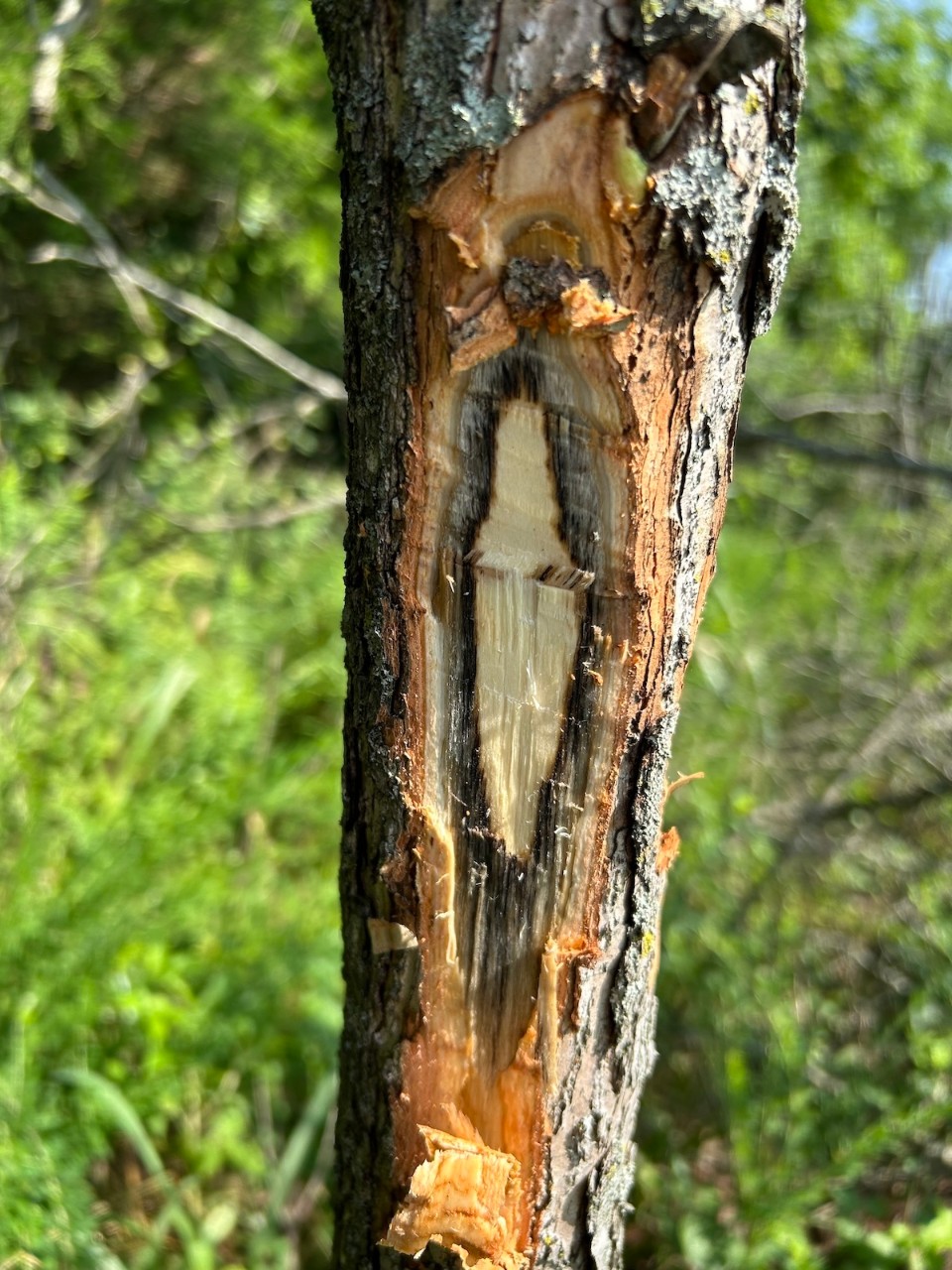 A tree trunk with peeled bark revealing a discolored, light brown interior, indicating Laurel wilt disease, in a green forest.