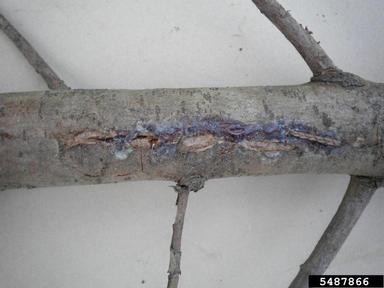 Close-up of a tree branch affected by Seiridium Canker, showing a prominent longitudinal lesion with cracked and peeling grayish-brown bark. The lesion reveals underlying wood and features a distinct purplish-blue discoloration in the sunken, damaged area.
