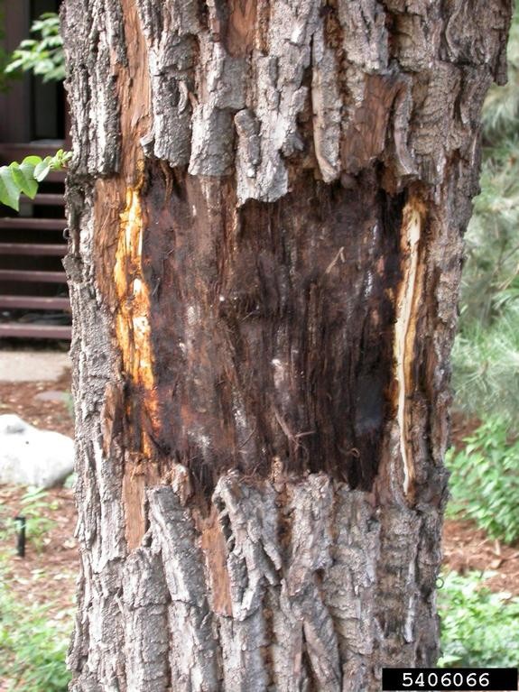 A tree trunk with rough bark, showing a large, dark, irregular patch of damage and decay caused by thousand cankers disease, with exposed inner wood and surrounding healthy bark.