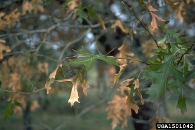 Oak Wilt symptoms on leaves. Paul A. Mistretta, USDA Forest Service, Bugwood.org