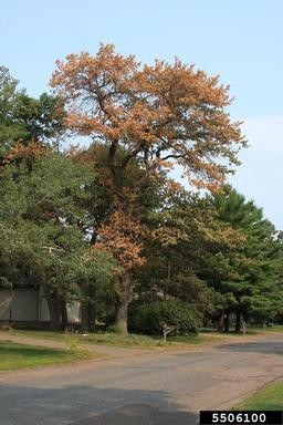 Large yard tree killed by oak wilt. Steven Katovich, USDA Forest Service, Bugwood.org