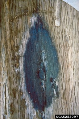 Oak wilt spore mat with pressure pads. Joseph OBrien, USDA Forest Service, Bugwood.org