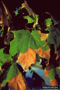 Close-up of several maple-like leaves showing signs of drought stress. The leaves display a mix of vibrant green and significant browning, with discoloration starting at the edges and tips and progressing inward.