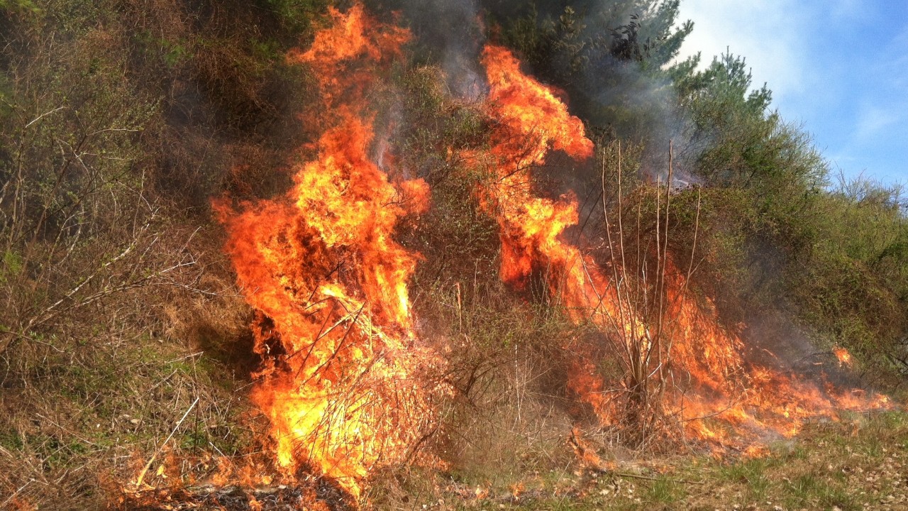 Two large flames of fire spreading across dead vegetation in a forest
