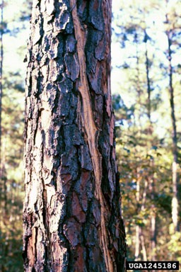 Close-up of a pine tree trunk showing lightning damage. A prominent, pale diagonal scar runs upward across the dark reddish-brown, rough bark, exposing the lighter inner wood beneath.
