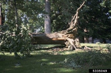 Storm damage on Virginia Tech campus Scene of a large, fallen tree lying horizontally across a grassy area. The tree's thick trunk extends across the frame, with its gnarled root system exposed on the right side and green leafy branches on the left. Scattered branches and leaves cover the grass, indicating recent impact.