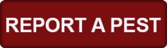 Report A Pest Form (opens in new tab)