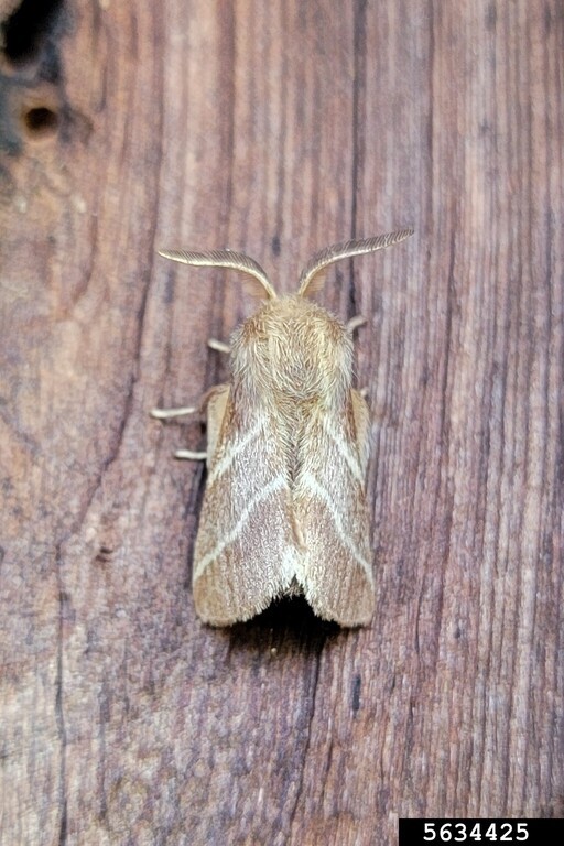 Close-up of a brown moth with white diagonal patterns on its wings, resting on a wooden surface with visible grain texture.