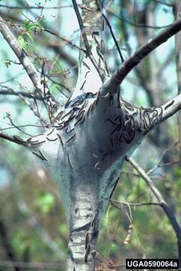 Tree branches with a white, tent-like web structure housing numerous dark larvae of eastern tent caterpillars.