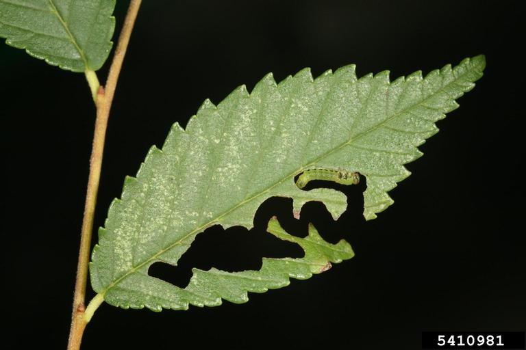 elm zigzag sawfly 2 Close-up of a green leaf with significant chewing damage, featuring a small, light green Elm Zigzag Sawfly larva near the upper-right portion. The larva's segmented body blends with the leaf, which has jagged holes and serrated edges. The background is solid black.