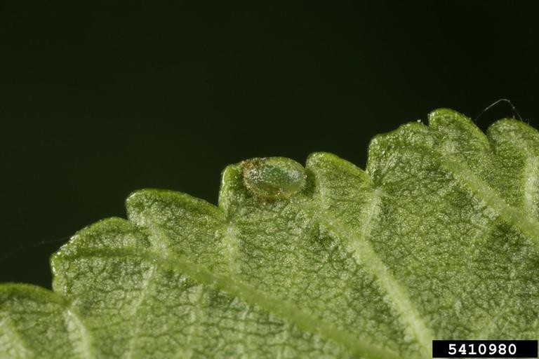 elm zigzag sawfly 1 Green leaf with a small, translucent, greenish-yellow oval object, likely an egg of the Elm Zigzag Sawfly, resting on the serrated edge. The leaf's textured surface and veins are clearly visible, set against a dark, blurred background.