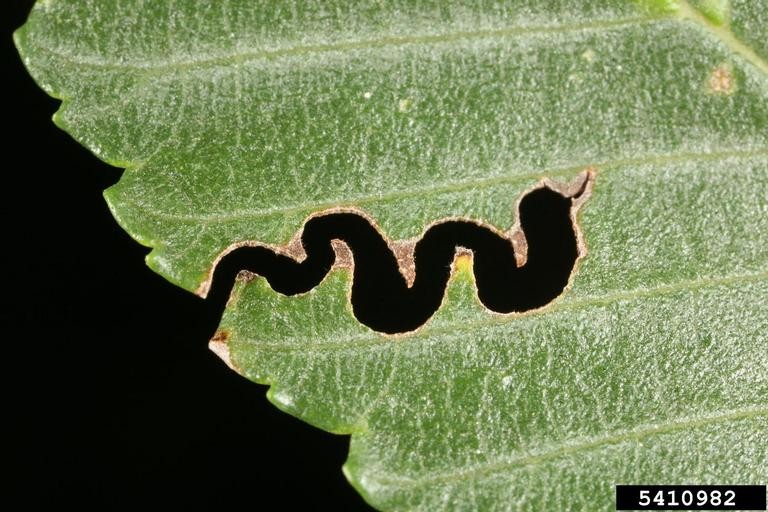 elm zigzag sawfly 3 Macro photograph of a green leaf showing a distinctive zigzag-shaped trail, characteristic of feeding damage caused by the Elm Zigzag Sawfly larva. The dark trail contrasts sharply with the vibrant green leaf, set against a solid black background.