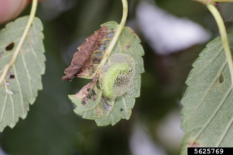 elm zigzag sawfly cocoon A bright lime-green Elm Zigzag Sawfly pupa encased in a delicate, net-like silken cocoon. The cocoon is attached to a light green leaf with visible feeding holes and brown necrotic areas. The background is softly blurred with green and white tones.