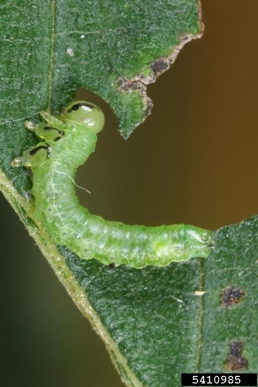 elm zigzag sawfly 4 Detailed macro photograph of a translucent, light green Elm Zigzag Sawfly larva resting diagonally on a green leaf. The larva's segmented body and black thoracic legs are visible, with feeding damage evident on the leaf. The background is softly blurred in brown and green tones.