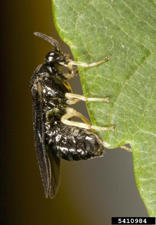 elm zigzag sawfly adult 2 An adult Elm Zigzag Sawfly perched on the edge of a green leaf. The insect has a glossy black body, pale yellow legs, and dark, translucent wings folded along its back. Its antennae curve slightly backward, and the background is dark and blurred.