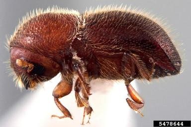Granulated Ambrosia Beetle