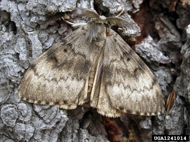How to increase the number of moths in your moth trap! 