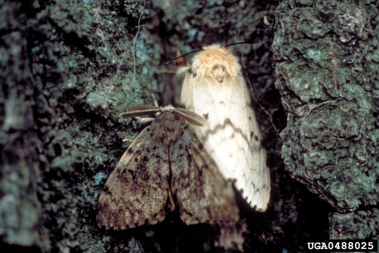 0488025-Adult Spongy Moth Two spongy moths resting on textured tree bark. The left moth is darker, with broad, mottled brown and grey wings, feathery antennae, and a furry body, likely a male. The right moth is lighter, with off-white wings marked by faint grey patterns, a furry head, and thinner antennae, likely a female.