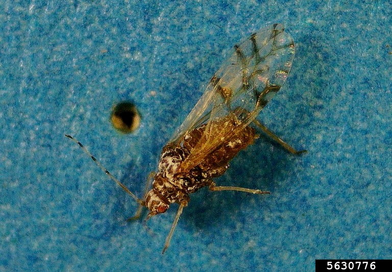 5630776-Hackberry wooly aphid Close-up of a Hackberry woolly aphid with semi-transparent veined wings and a mottled brown and white body, resting on a textured blue surface with a small hole to the left.