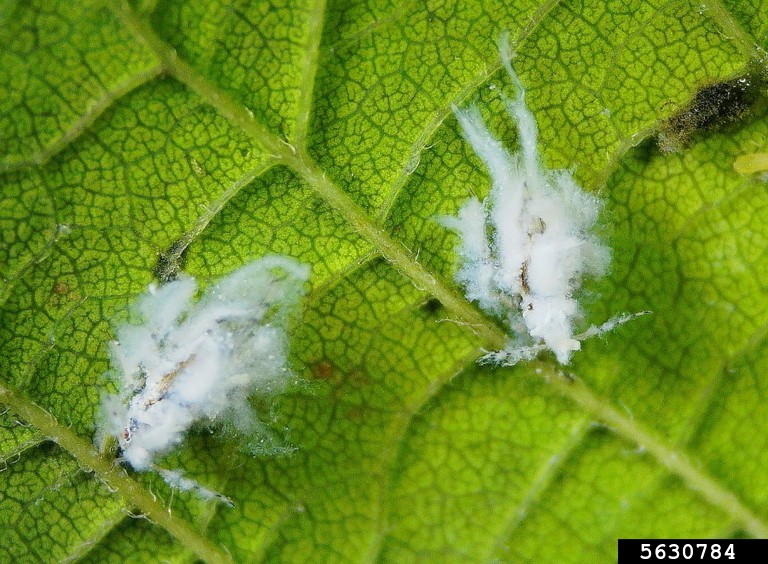 5630784-Asian Woolly Hackberry Aphid Close-up of a green leaf with visible veins, featuring two white, cotton-like Asian woolly hackberry aphids positioned on the leaf's surface, contrasting against the textured green background.