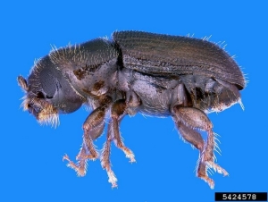 Southern Pine Beetle