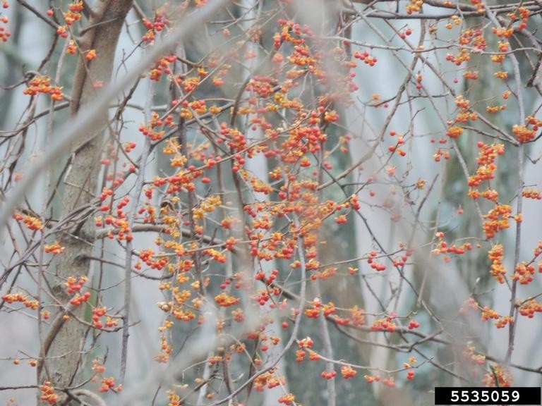 Close-up of leafless, gnarled branches densely covered with small, round berries in vibrant shades of orange, red, and yellow.