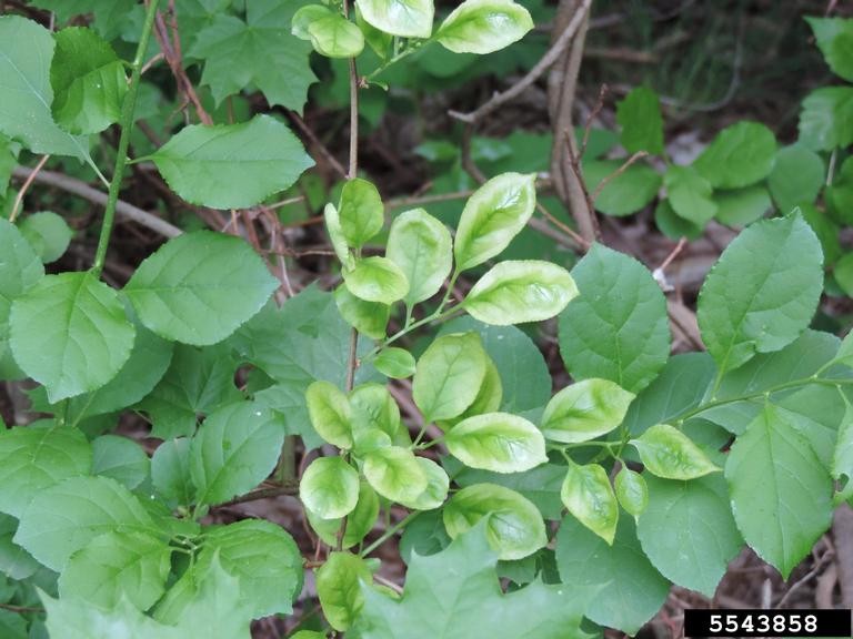 Top-down view of dense green foliage featuring a mix of variegated leaves with yellow-green patches and uniformly dark green, ovate leaves with serrated edges.