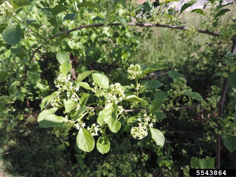 Close-up of a leafy plant with vibrant green, ovate leaves and clusters of small, pale green to creamy white flowers or buds. The flowers are arranged in dense clusters along slender, woody stems, with a soft, blurred green background highlighting the plant's details.