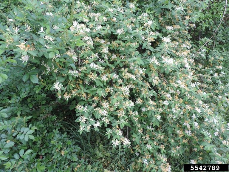 Amur honeysuckle shrub with dense green foliage and clusters of tubular flowers transitioning from creamy white to golden yellow.