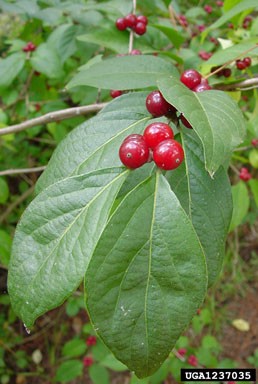 Close-up of a Bush Honeysuckle branch featuring broad, dark green ovate leaves with prominent veins and clusters of bright red, glossy berries. The berries are situated in the axils of the leaves along a reddish-brown stem.