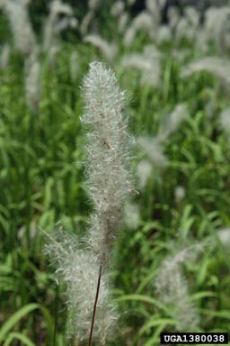 Close-up of a white, fluffy grass seed head on a thin stem, sharply focused against a blurred background of similar seed heads and green grass, highlighting its feathery texture.