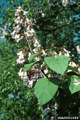 Close-up of a flowering branch from a Paulownia tree, featuring clusters of pale lavender, trumpet-shaped flowers with darker markings in their throats. The branch also has large, green, heart-shaped leaves with prominent veins.