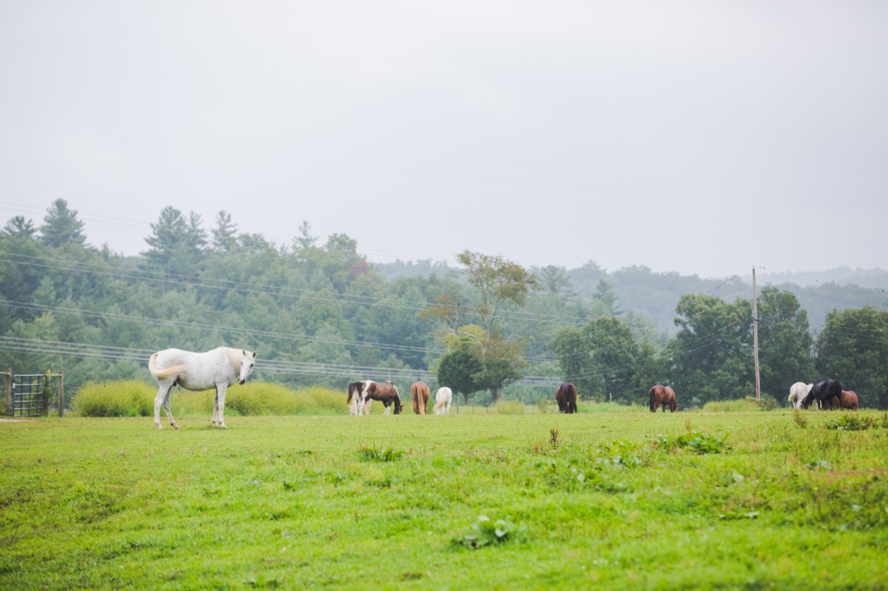 Horses graze across a grassy pasture bordered by trees on a misty day.
