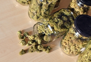 Hemp &amp; Marijuana