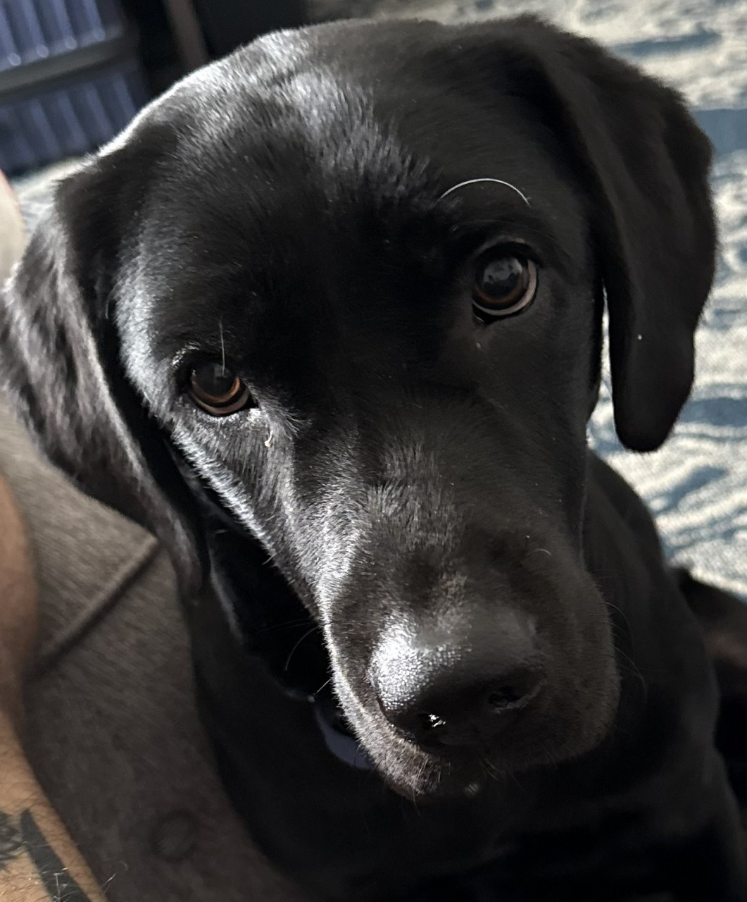 Up close picture of K9 Merry as a puppy