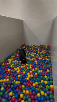 k9 merry training in a room full of colorful balls