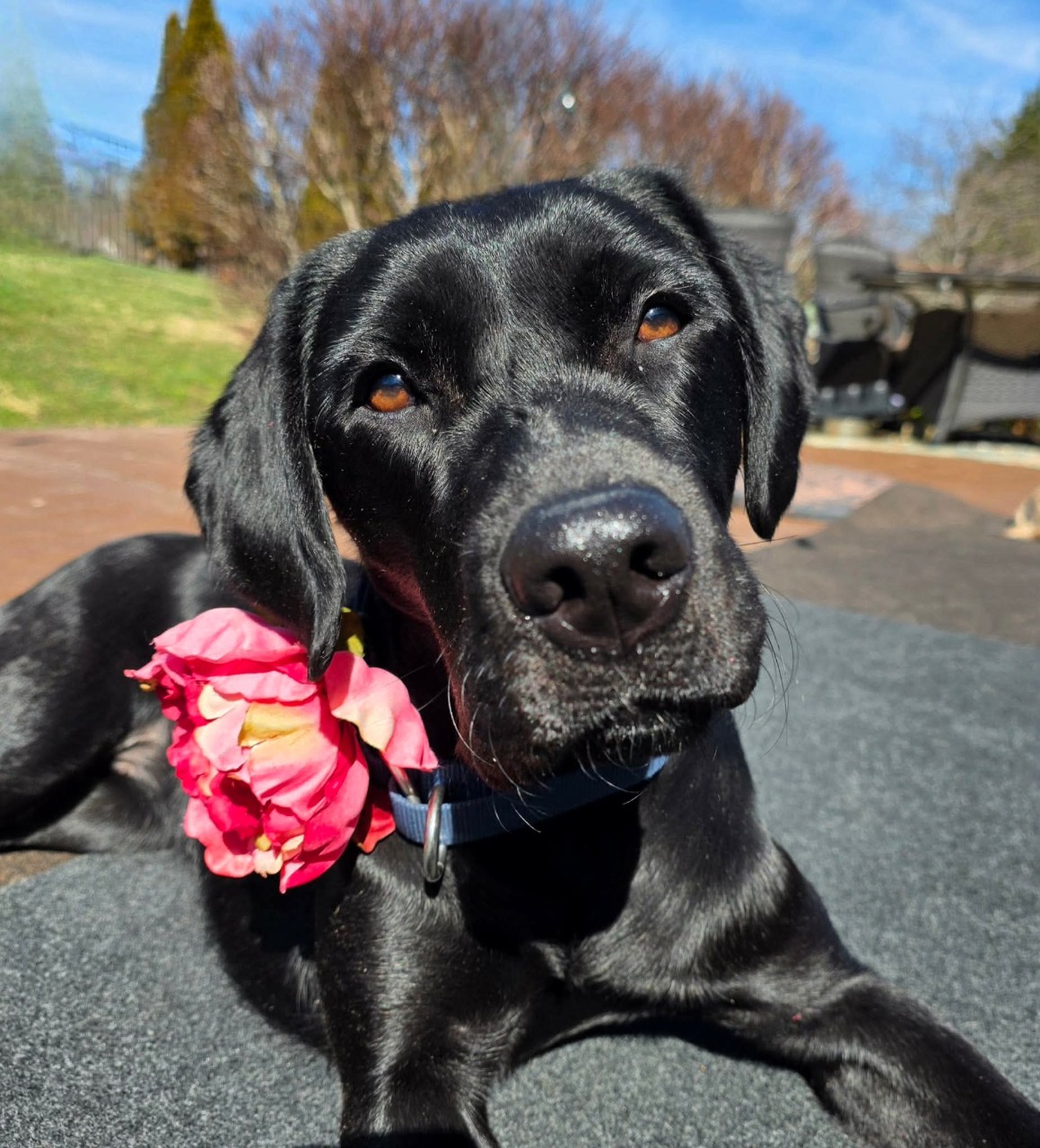 k9 merry holding a pink flower in her mouth 