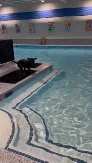 K9 Merry running next to indoor swimming pool during training