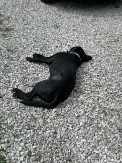 k9 merry sleeping on gravel