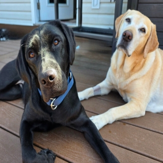 k9 merry laying on a deck with another dog, a yellow lab