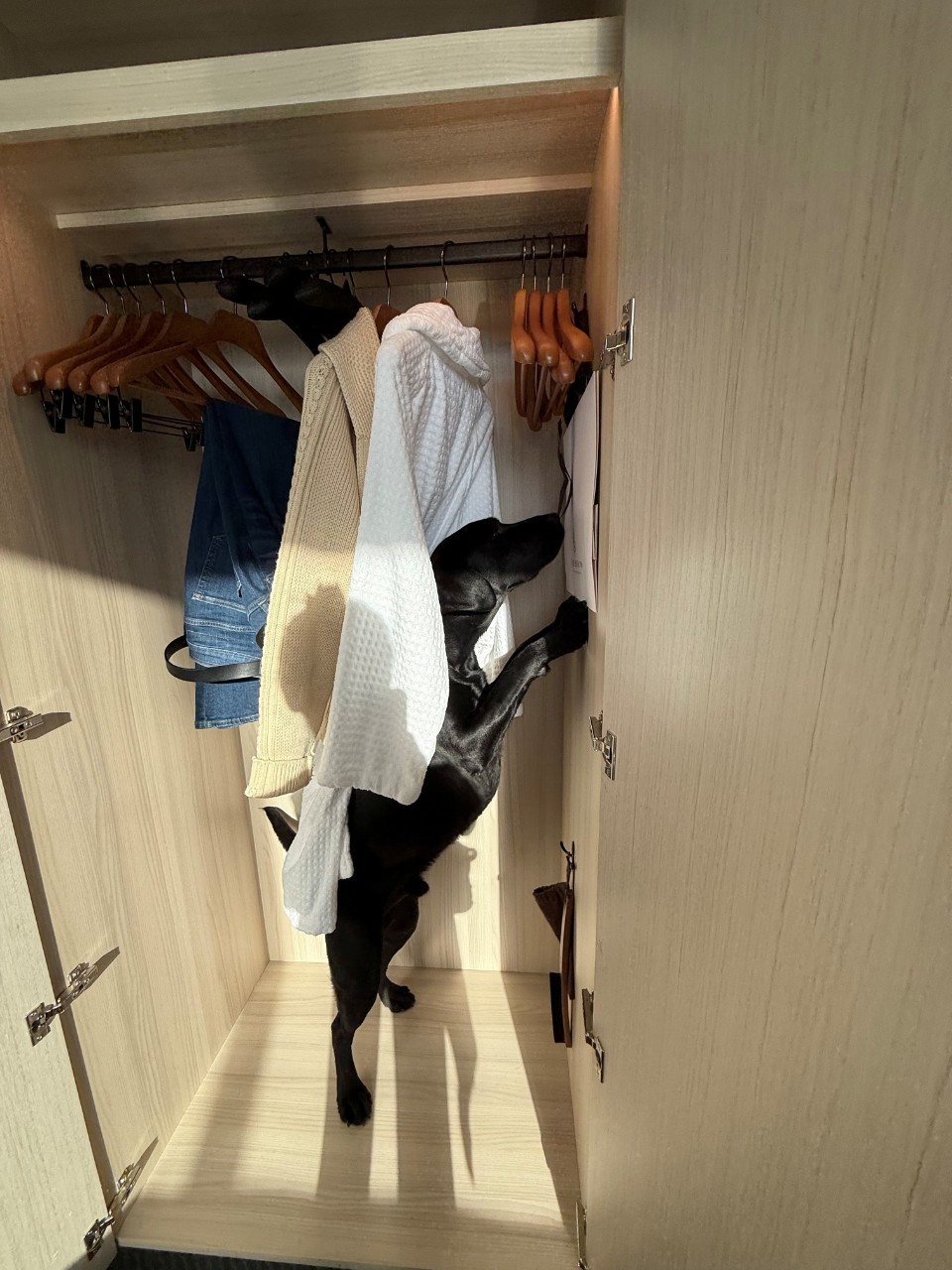 K9 Marvel standing on two legs, leaning against a wall, sniffing for evidence in a closet