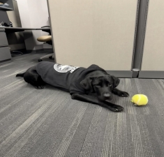 K9 Marvel laying on the floor with a tennis ball