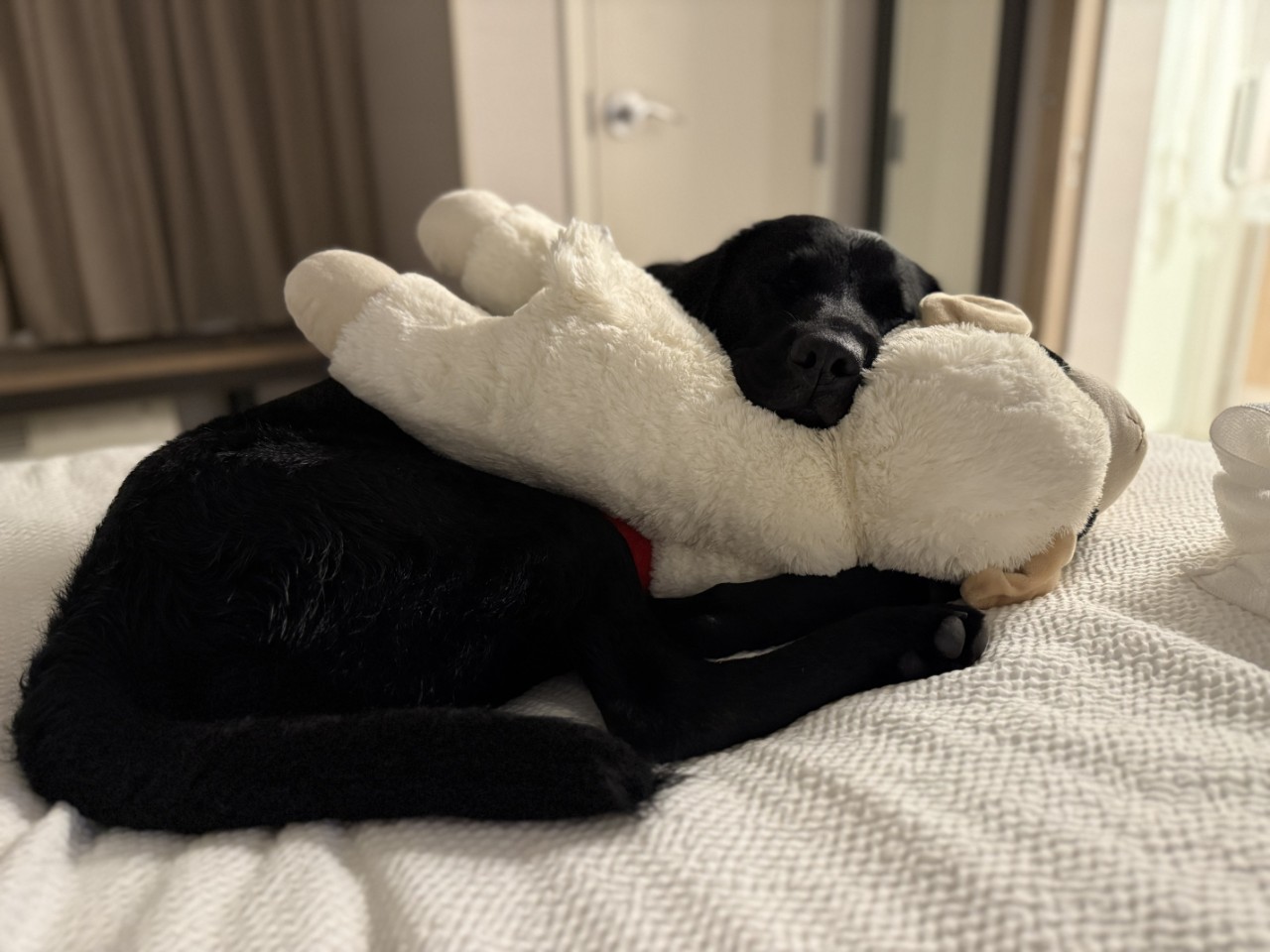 K9 Marvel sleeping in a bed with a stuffed animal