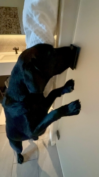 K9 Marvel standing on two legs sniffing something on the wall outside a bathroom