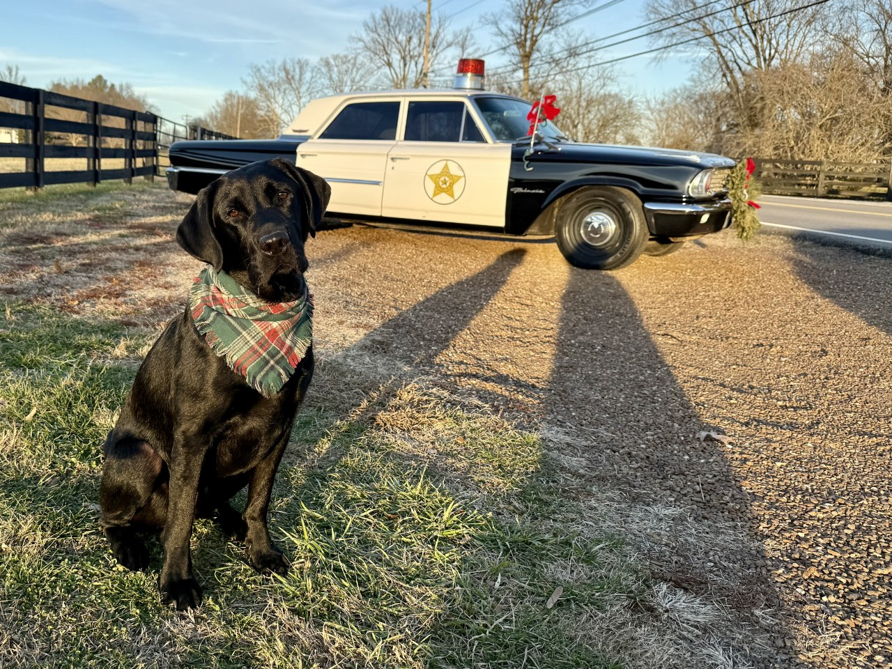 K9 Marvel wearing sitting in front of an antique police car