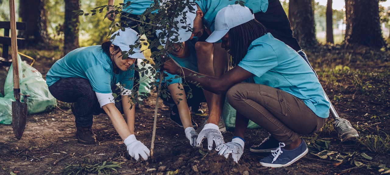 Students planting a tree