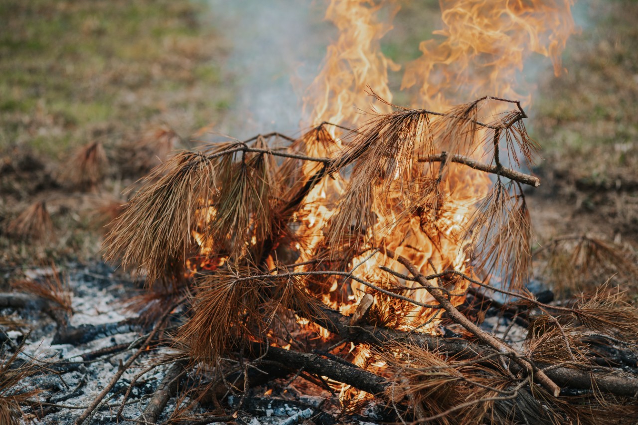 debrisburn-163 A pile of pine branches and logs burning with bright flames and smoke, set on a grassy forest floor with charred ground beneath.