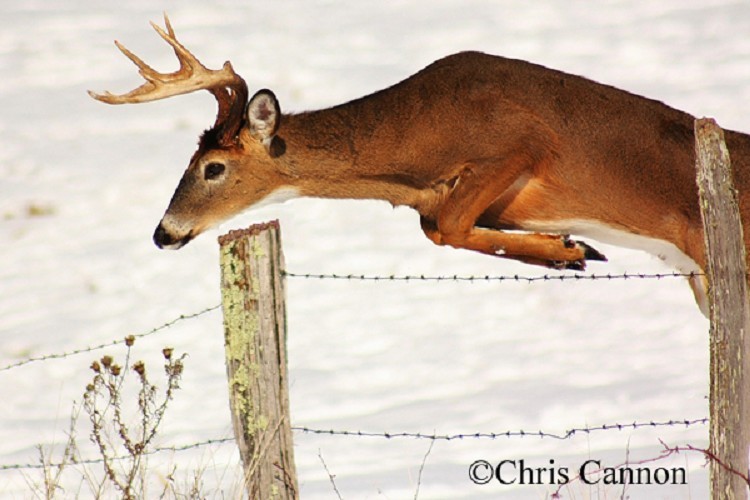 deer in field